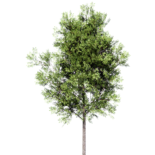 acer-sacca-prado-sur