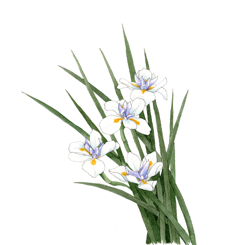 dietes-prado-sur